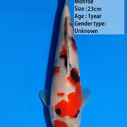 Een heel gamma Dainichi showa: afbeelding 2