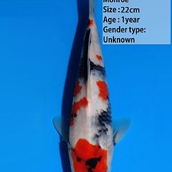 Een heel gamma Dainichi showa: afbeelding 3