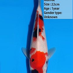 Een heel gamma Dainichi showa: afbeelding 5