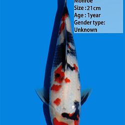 Een heel gamma Dainichi showa: afbeelding 6