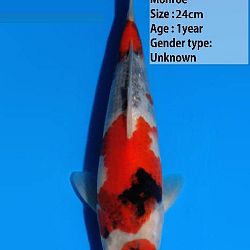 Een heel gamma Dainichi showa: afbeelding 7