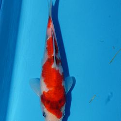 Een hele mond vol: afbeelding 1