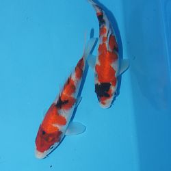 Een hele mond vol: afbeelding 2