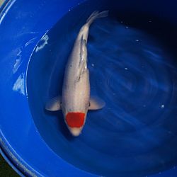 Een hele mond vol: afbeelding 6