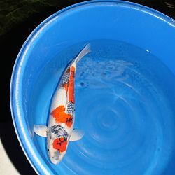 Een hele mond vol: afbeelding 11