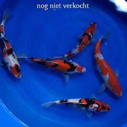 Een hele verhuis: afbeelding 7