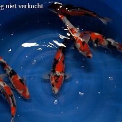 Een hele verhuis: afbeelding 8