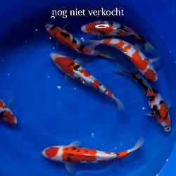 Een hele verhuis: afbeelding 9
