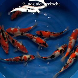 Een hele verhuis: afbeelding 10