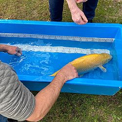 Een Hobbyist met een grote glimlach: afbeelding 10