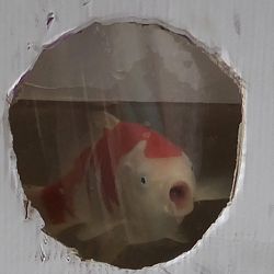 Een interessante middag: afbeelding 2