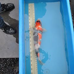 Een nieuw proefproject opgestart: afbeelding 4