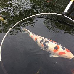 Een oude getrouwe: afbeelding 5