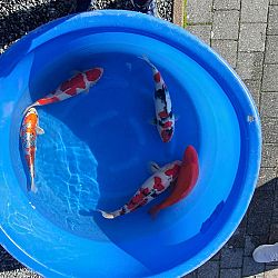 Een positieve boost: afbeelding 4