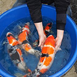 Een spetterende driekleur: afbeelding 2