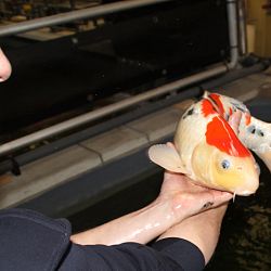 Een spetterende driekleur: afbeelding 6