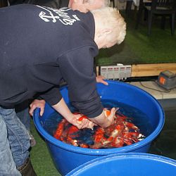 Een spetterende driekleur: afbeelding 10