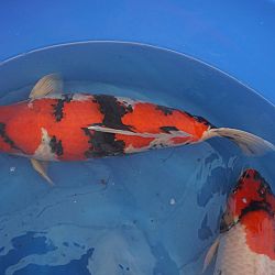 Een uitgelezen kan voor jumbo koi: afbeelding 1