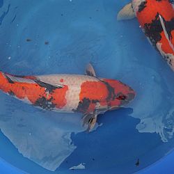 Een uitgelezen kan voor jumbo koi: afbeelding 2