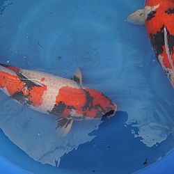 Een uitgelezen kan voor jumbo koi: afbeelding 3