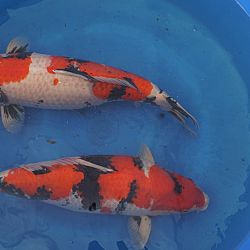 Een uitgelezen kan voor jumbo koi: afbeelding 4