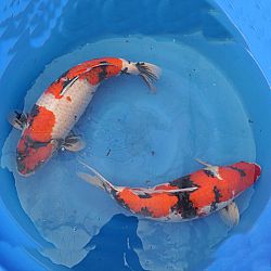 Een uitgelezen kan voor jumbo koi: afbeelding 5