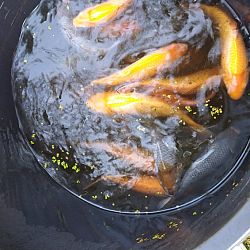Een vijver met eiland voor de mango: afbeelding 4