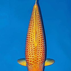 Een voorstelling van de laatste golden corn: afbeelding 1