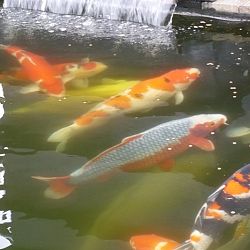 Een walhalla voor onze Jumbo: afbeelding 7