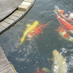 Een walhalla voor onze Jumbo: afbeelding 9