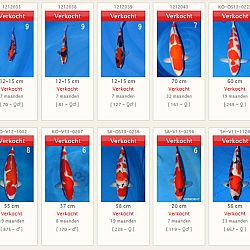 Einde winterperiode en ophalen koi: afbeelding 4