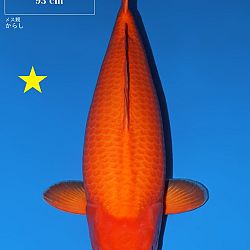 Eindelijk nog eens een live auction: afbeelding 2