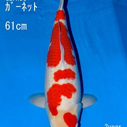 En de veilingen gaan door: afbeelding 9