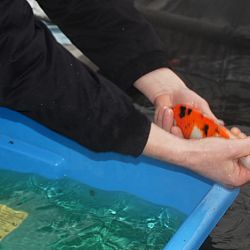 En hoe maken onze tosai het ?: afbeelding 6