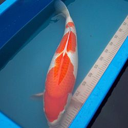 En Wim zag dat het goed was: afbeelding 1