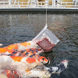 Enkel bij interkoi te zien !: afbeelding 4