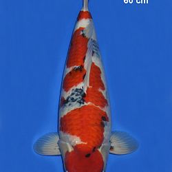 Enkele cijfers !: afbeelding 4