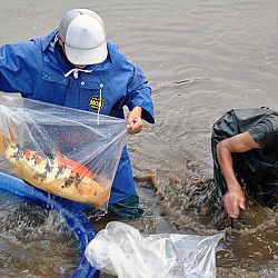 Wat valt er op bij de laatste veilingen: afbeelding 8