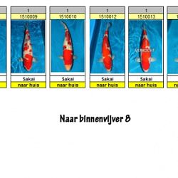 Er vertrekken nog altijd koi: afbeelding 1