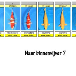 Er vertrekken nog altijd koi: afbeelding 2