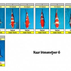 Er vertrekken nog altijd koi: afbeelding 3
