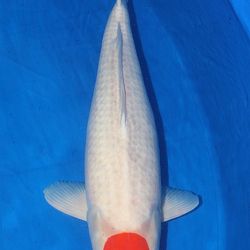 Euregio Koi Show Dag 1: afbeelding 14