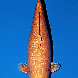 Euregio Koi Show Dag 1: afbeelding 15