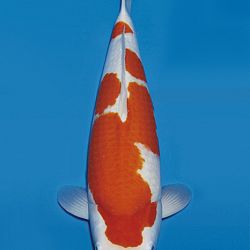 Euregio Koi Show Dag 1: afbeelding 16