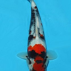 Euregio Koi Show Dag 1: afbeelding 17