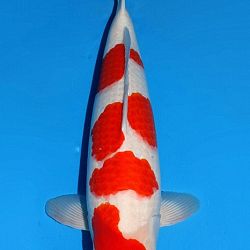 Euregio Koi Show Dag 1: afbeelding 18
