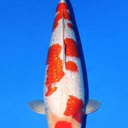 Euregio Koi Show Dag 1: afbeelding 20