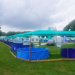 Euregio Koi Show Dag 1: afbeelding 1