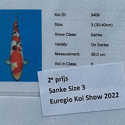 Euregio Koi Show dag 2: afbeelding 3