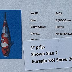 Euregio Koi Show dag 2: afbeelding 4